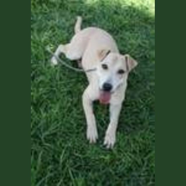 Photo of Gardenia Gold