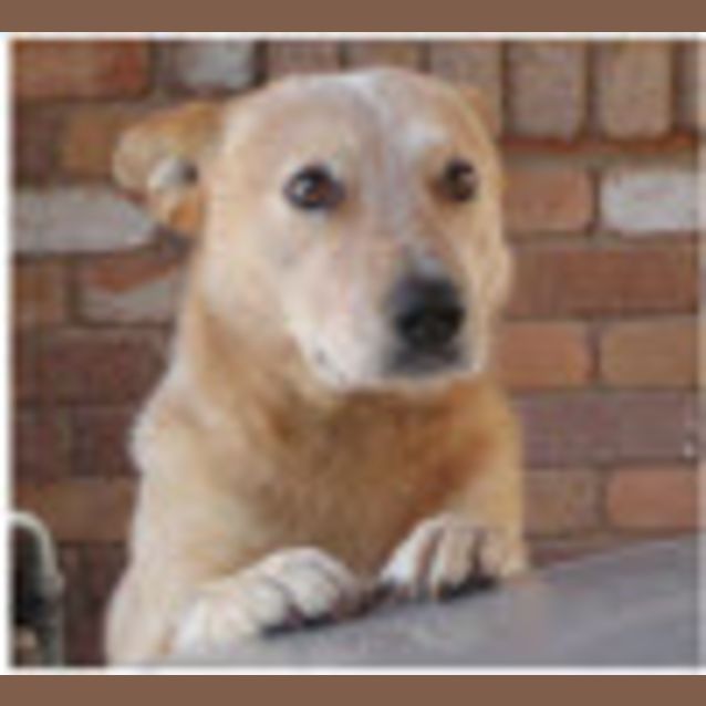 Photo of Scoota