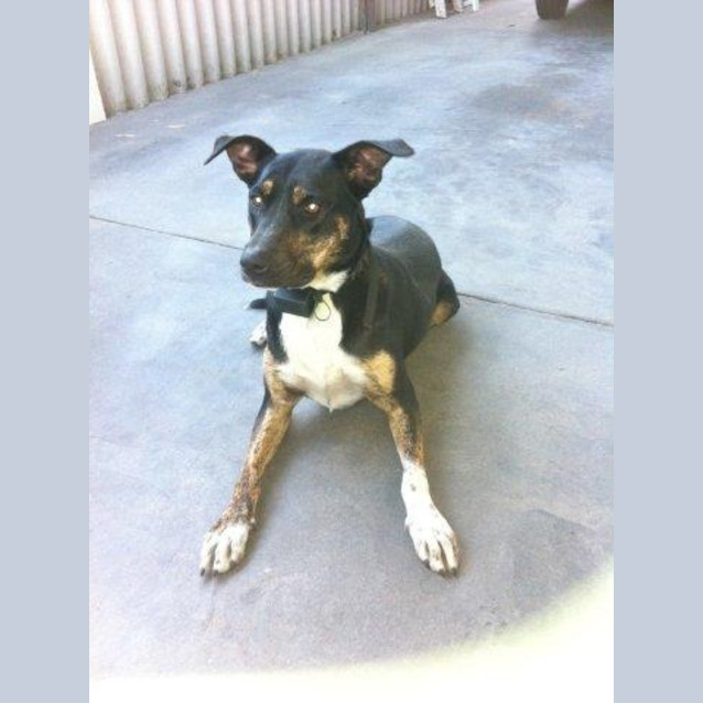 Photo of Indi/Located In Perth/On Trial