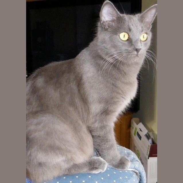 Photo of Mischka