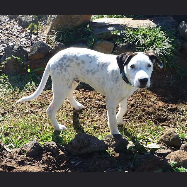Photo of Snoopy *On Trial*
