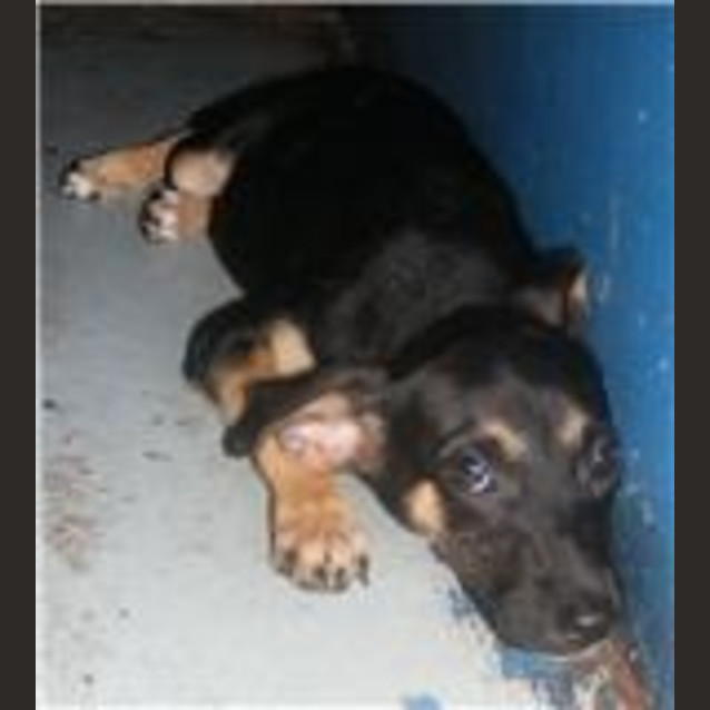 Photo of Tiki