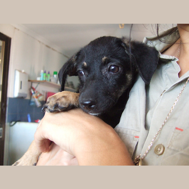 Photo of Puppy Number 6