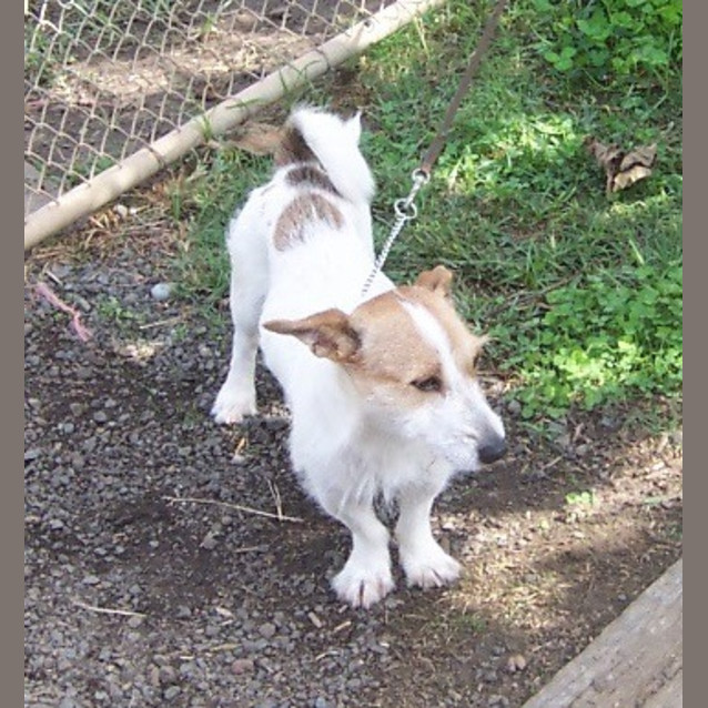 Photo of Roger   Adopted