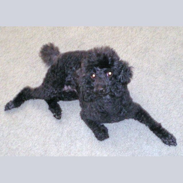 Photo of Daisy *On Trial*