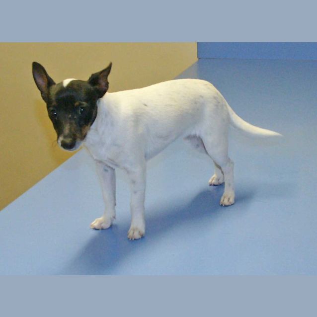 Photo of Dinky