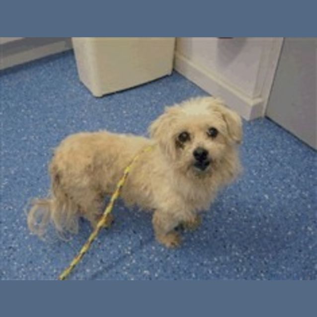Photo of Urgent Foster Carer For Teeny Tiny White Maltese
