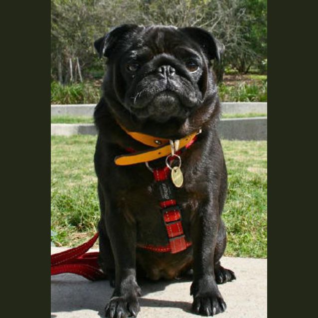 Photo of Phoebe