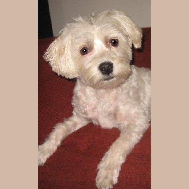 Photo of Chi Chi