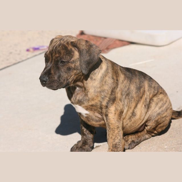 Photo of Bailey   On Hold