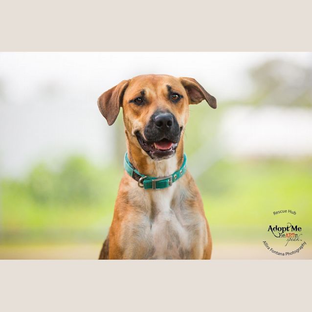 Photo of Dakota (Hcc 82)