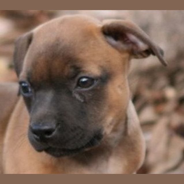 Photo of Avalon   On Hold