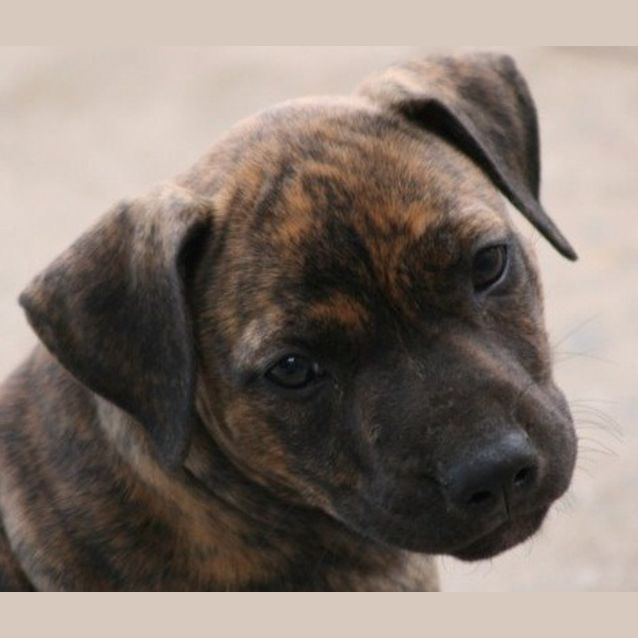 Photo of Tequila   On Hold