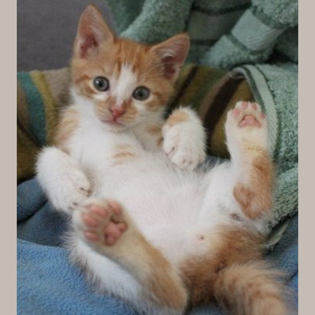 Photo of Oliver