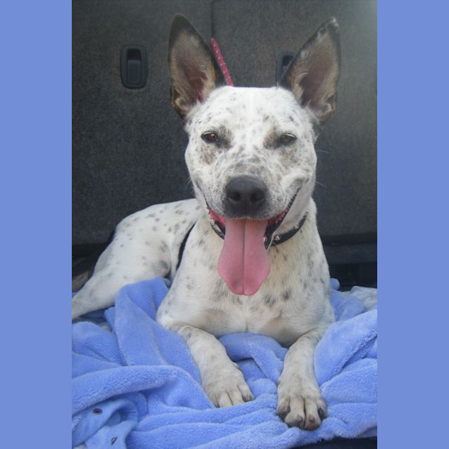 Photo of Bluey