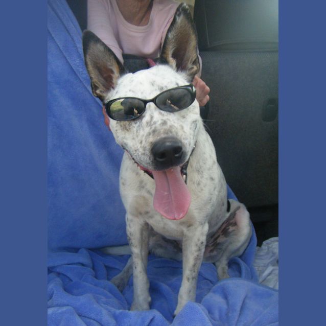 Photo of Bluey