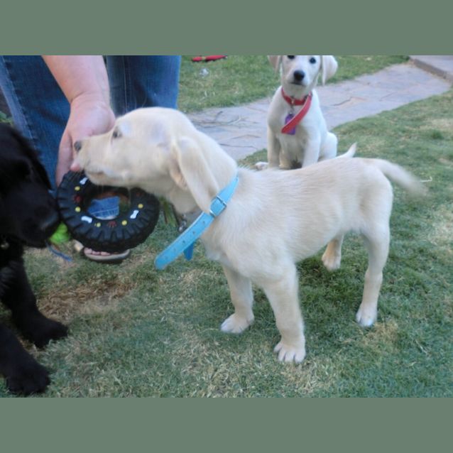 Photo of Paddy *Adoption Pending*