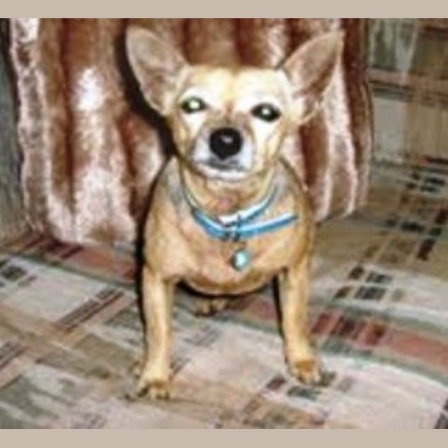 Photo of Peppy