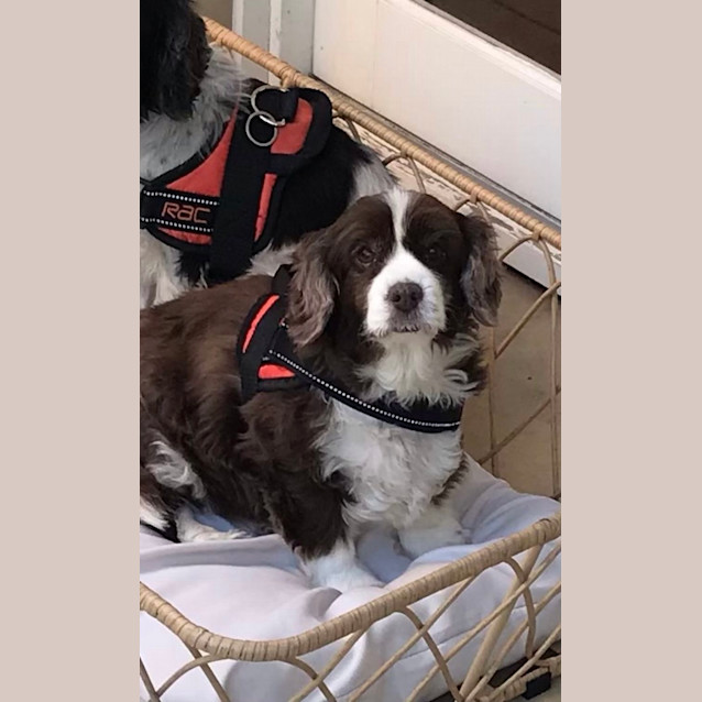 Photo of Ruby & Jemma 