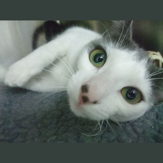 Photo of "Polly" C10813
