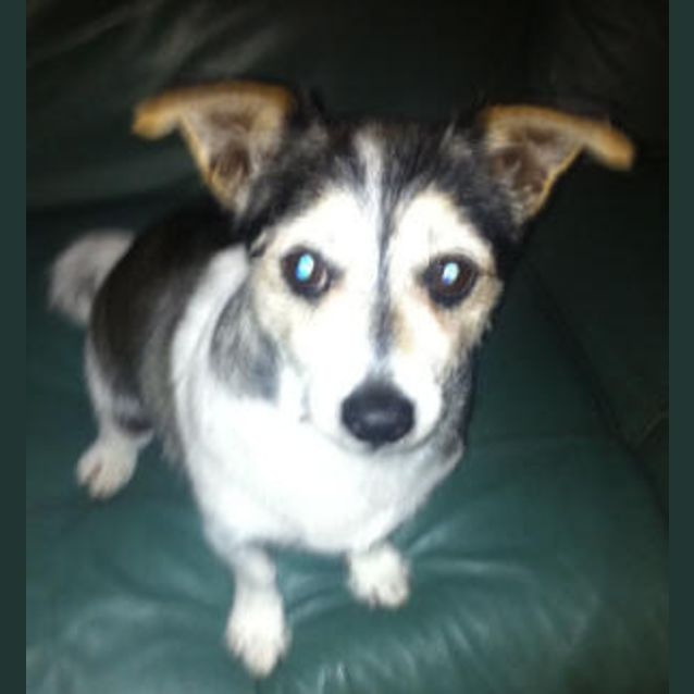 Photo of Lucky Is Trying A New Home!!