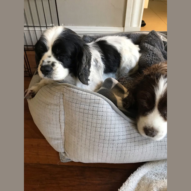 Photo of Jemma & Ruby 