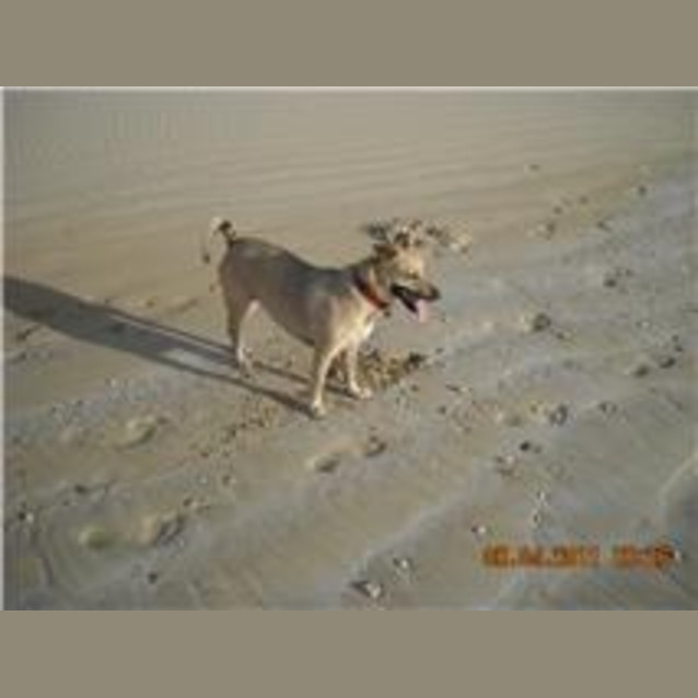Photo of Odie
