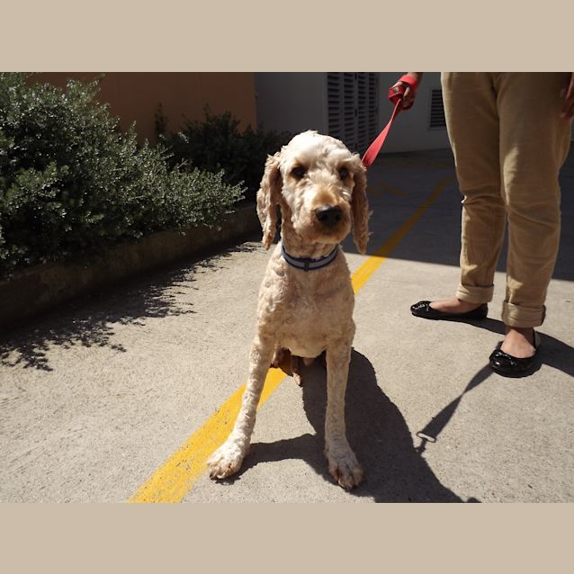 Photo of A10289   Bailey