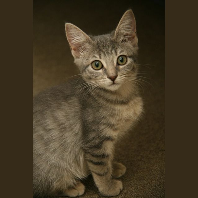 Photo of Nickle