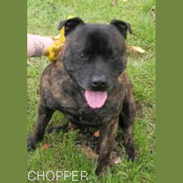 Photo of Chopper