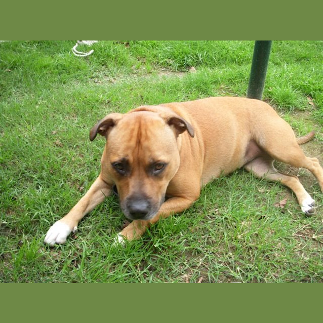 Photo of Teak