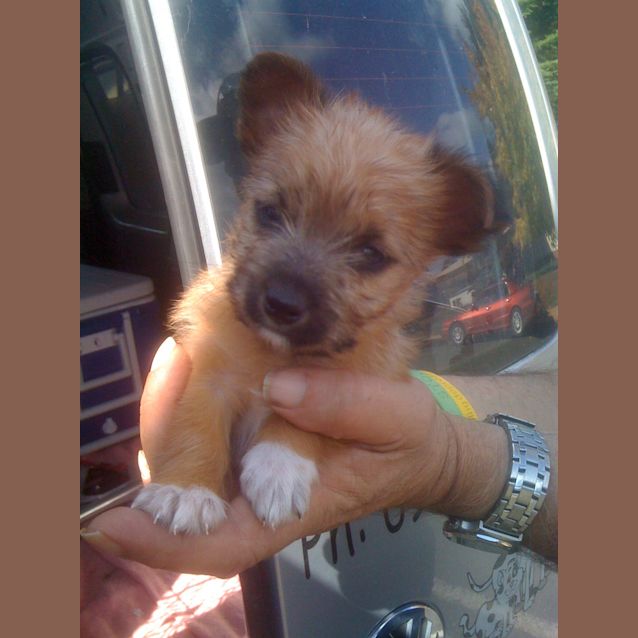 Photo of Pup 1