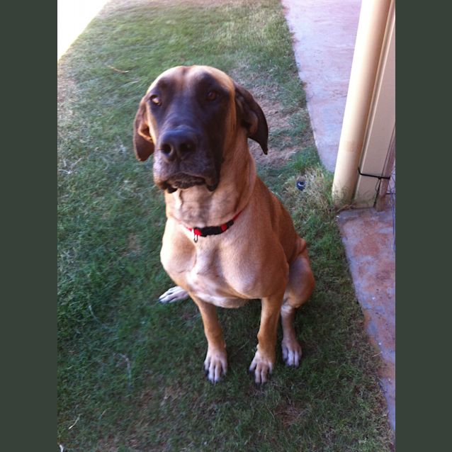 Photo of Sally *Adoption Pending*