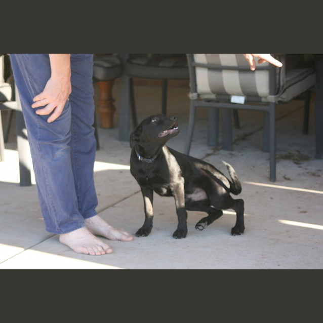 Photo of Boof