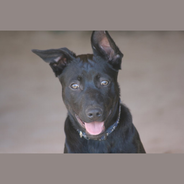 Photo of Boof