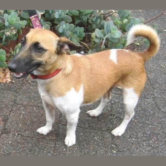 Photo of Chilli Brown