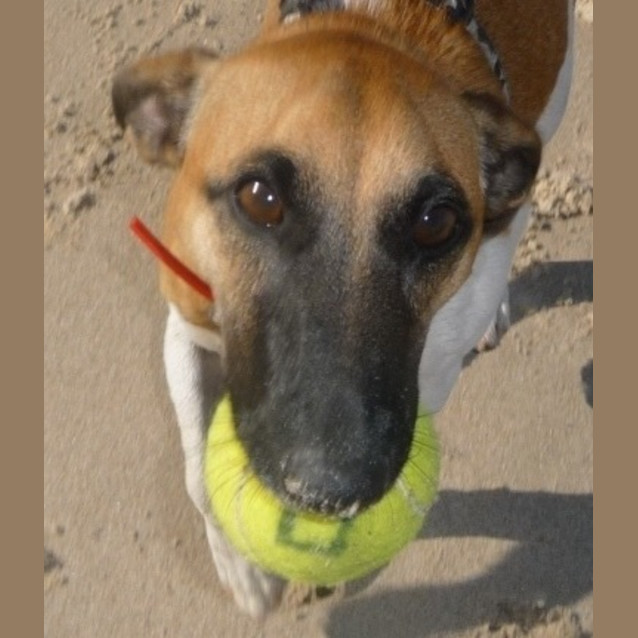 Photo of Chilli Brown