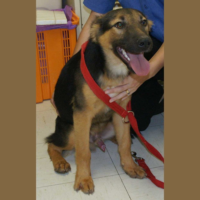 Photo of Bear