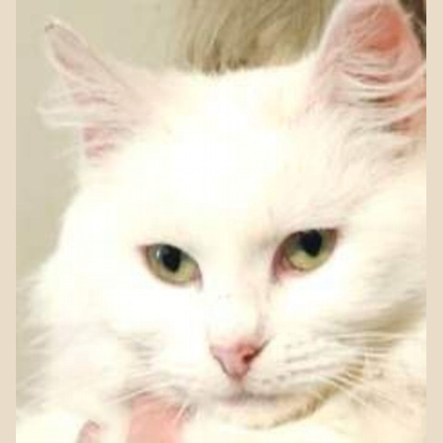 Photo of Pearl