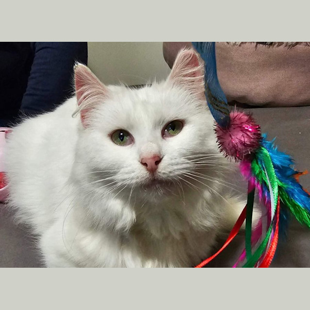 Photo of Pearl