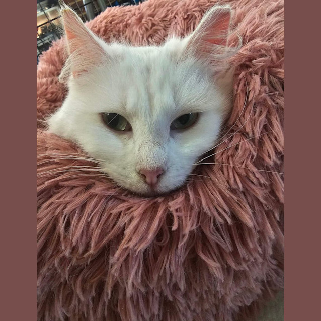 Photo of Pearl