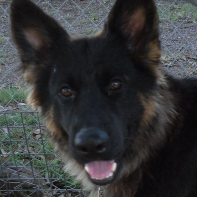 Photo of Katie On Hold Pending Adoption