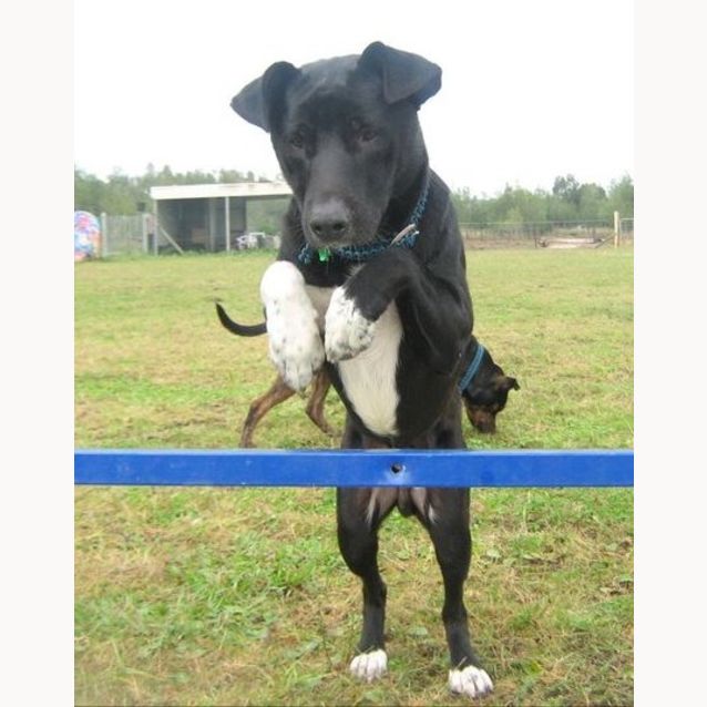 Photo of Taz (On Trial)