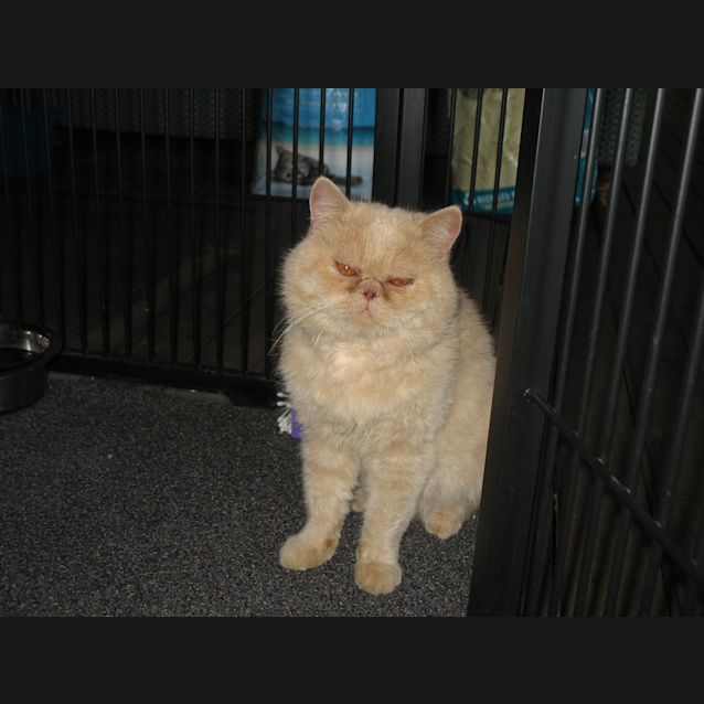 Photo of Brick *Adoption Pending*