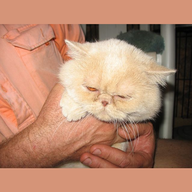 Photo of Brick *Adoption Pending*