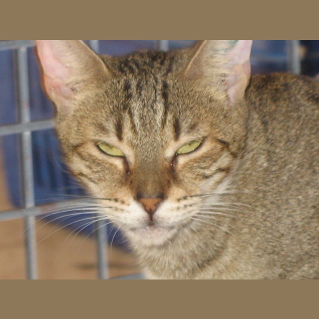 Photo of Paris **Adoption Pending**
