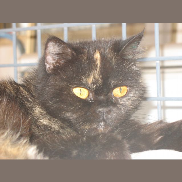 Photo of Madam *Adoption Pending*