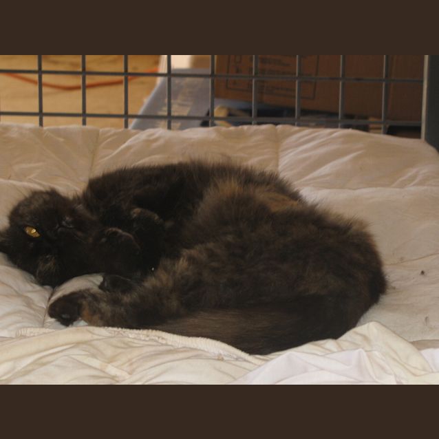 Photo of Madam *Adoption Pending*