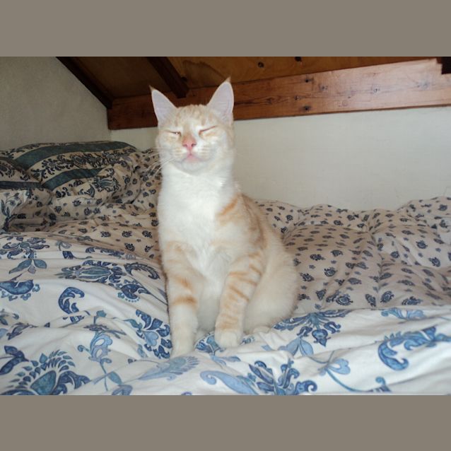 Photo of Peri
