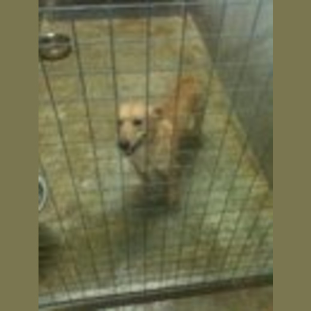 Photo of Santa's Little Helper * Impounded Carer Needed*